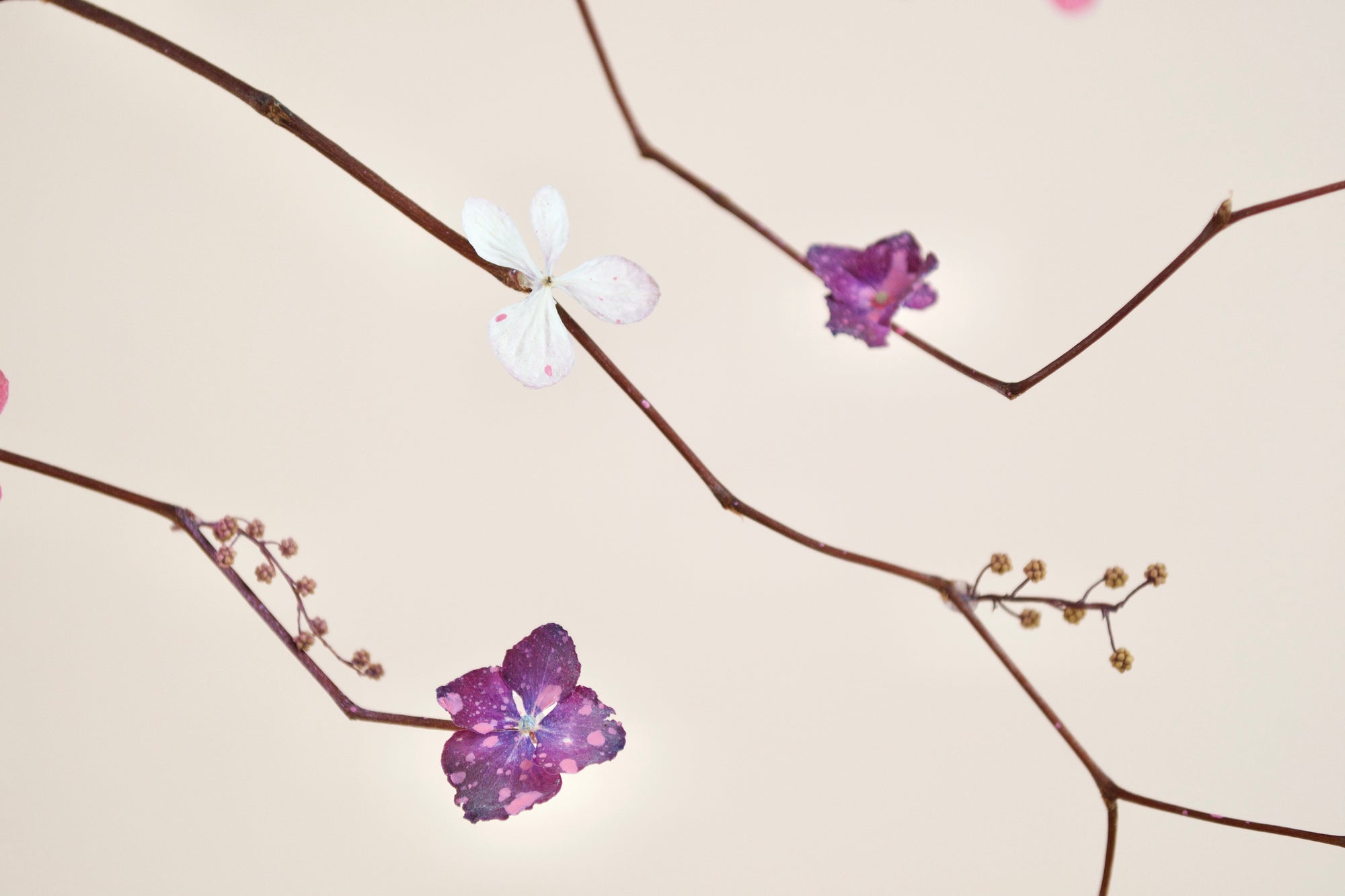 Pink Rock |  Dried Floral Arrangement