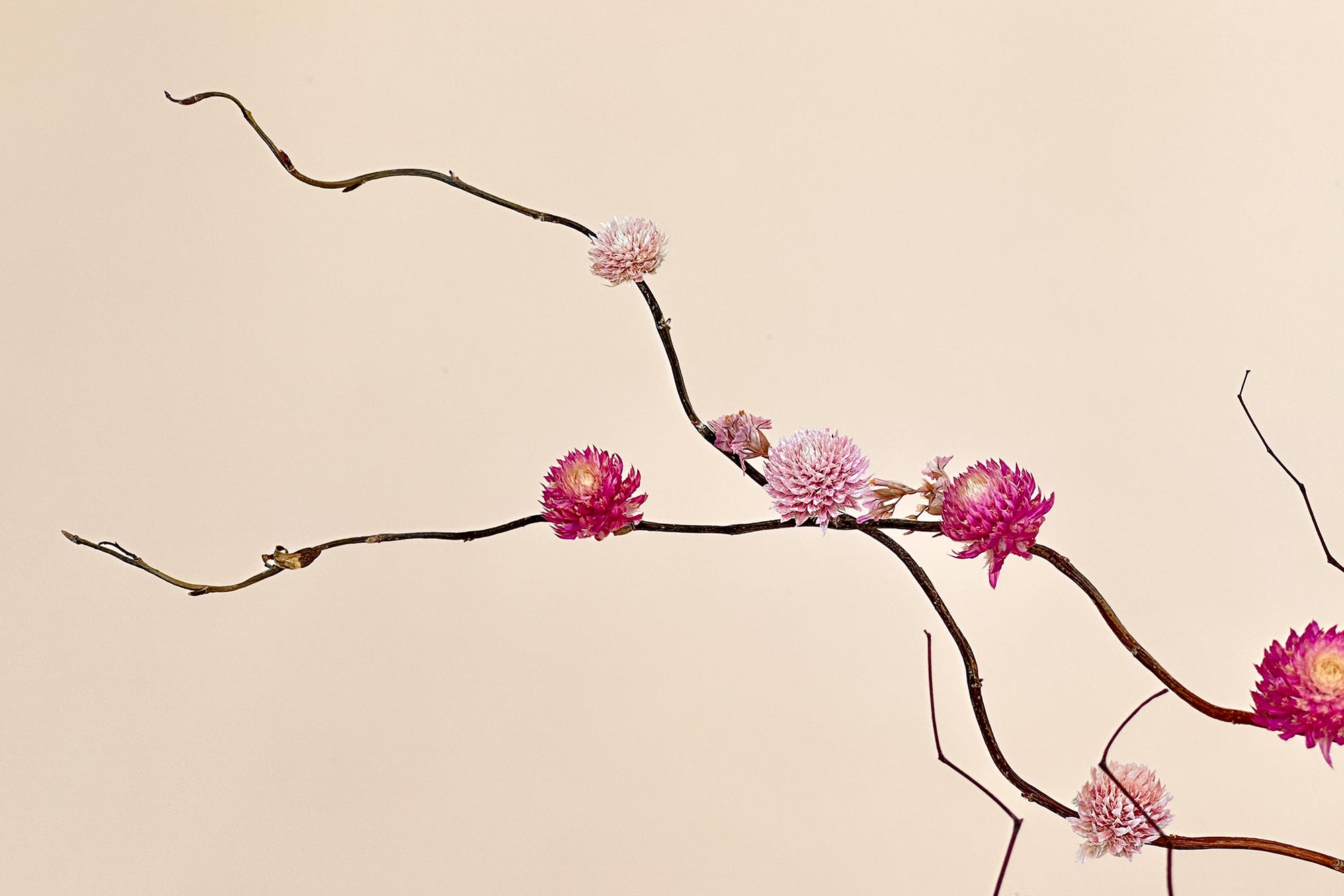 Magenta Blossom | Dried Floral Vase Arrangement
